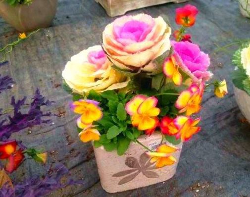 #运势#半个月后，枯木逢爱，旧情招手，共渡难关，与旧爱握手言欢再相爱