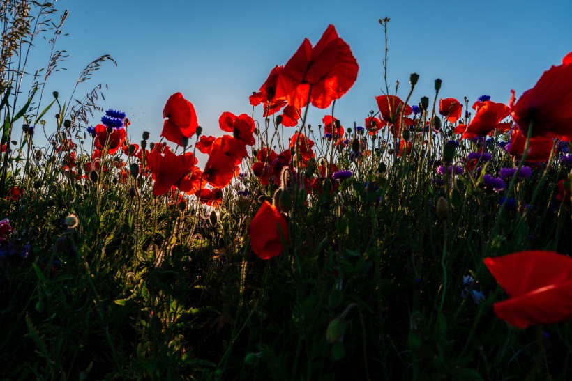 生肖:7月上旬内,老送姻缘,漫步桃花雨,收获好姻缘不怕晚的四大生肖