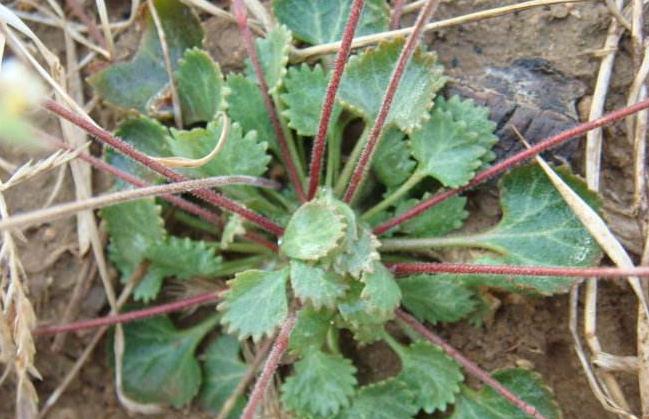 [中药材]大家常见的中药材喉咙草，祛风清热，跌打损伤，药效多多