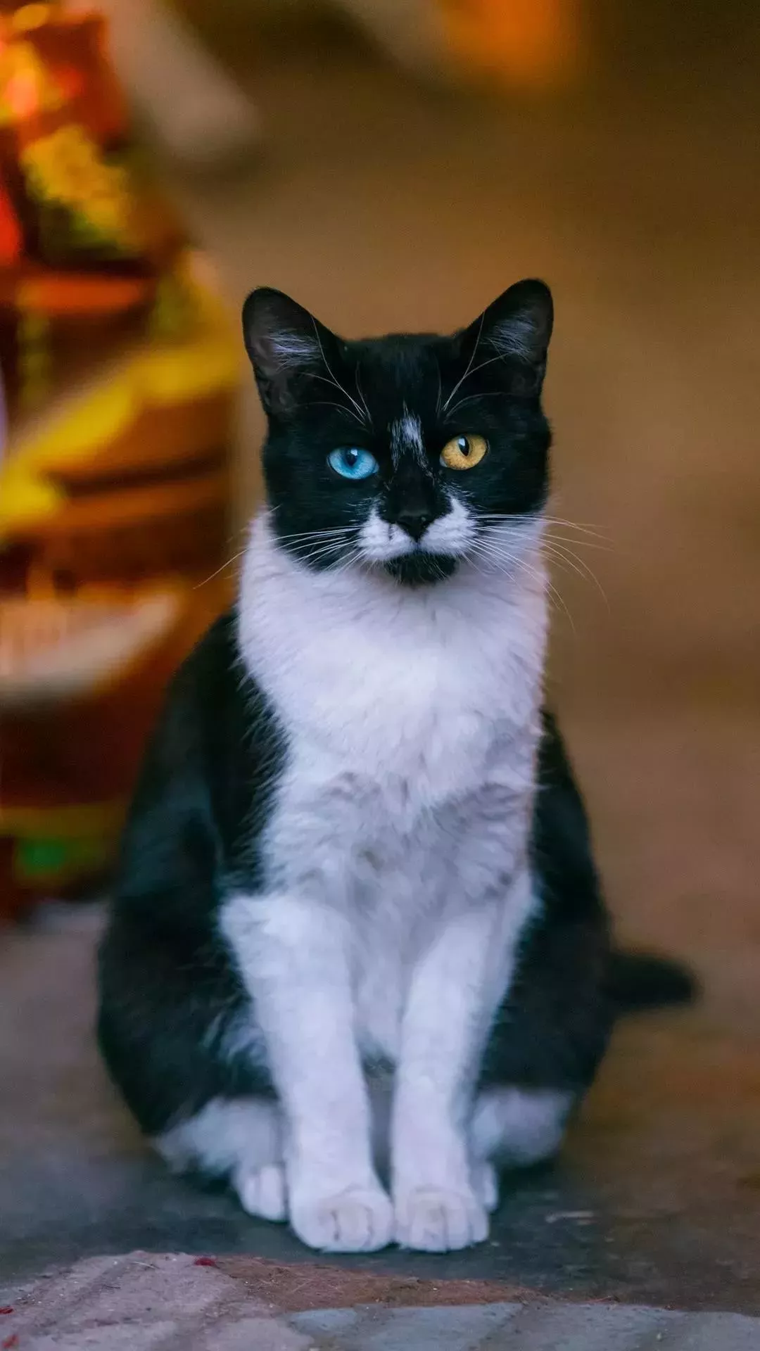 遇到鸳鸯眼异瞳猫，尤其是长毛的，就赶紧抱回家吧