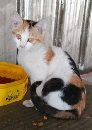 狗比人受欢迎，自来三花猫刚到家就缠上狗狗，一猫一狗相处和谐