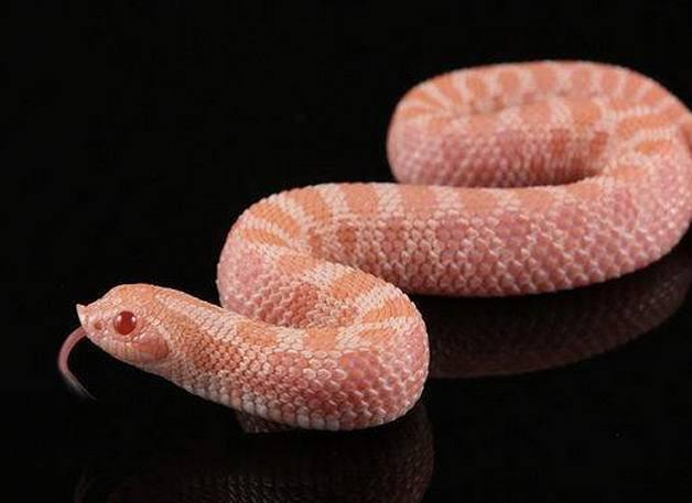 『毒蛇』蛇界当中的铁憨憨,丢尽毒蛇界的脸,猪鼻蛇当真是个奇葩