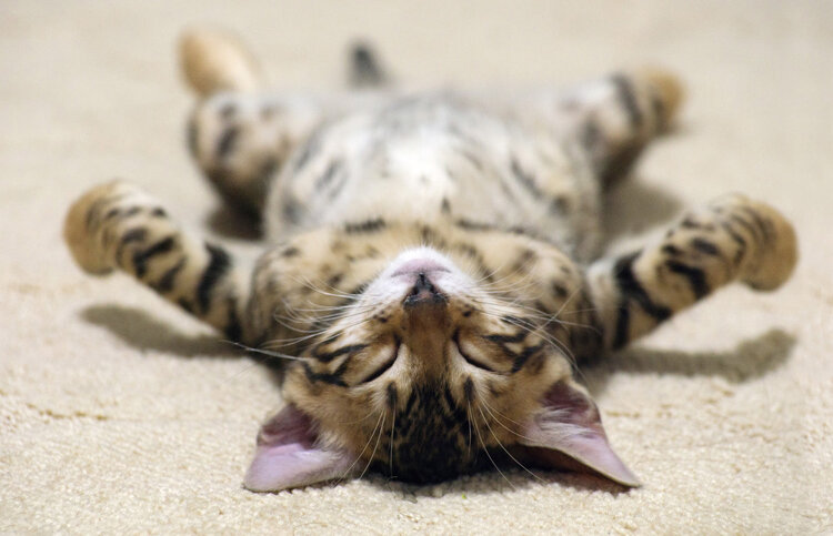 睡眠|中国全民午睡惊呆欧洲！为什么唯独中国人爱午睡？原因很难改变