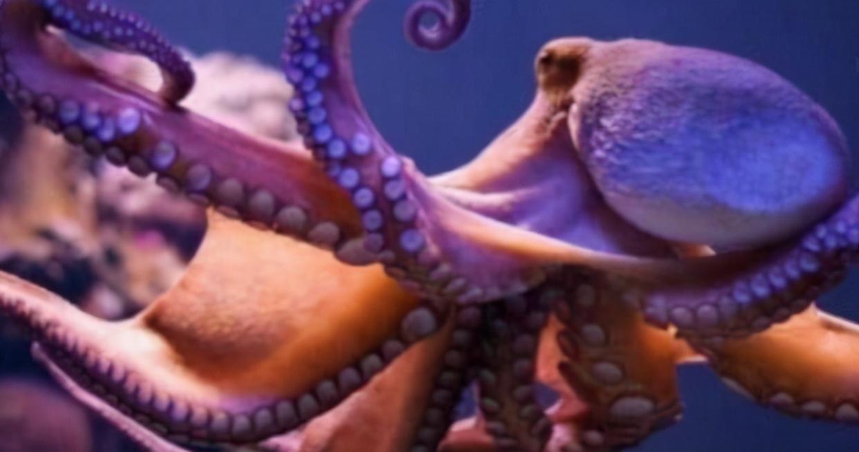 章鱼|人类真的是地球上最先进的物种?科学家:我们都忽略了它!