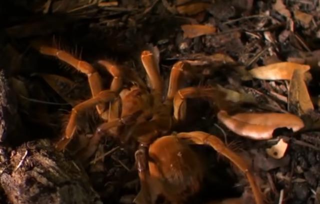 「蜘蛛」生物学家在亚马逊发现世界最大蜘蛛，体型如小狗大小，超过30公分