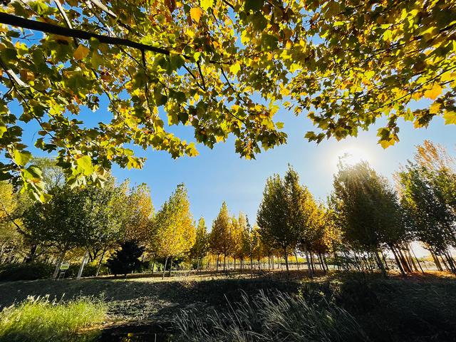 iphone12|iPhone 12 Pro镜头下的秋色：艳丽起来也很了不得