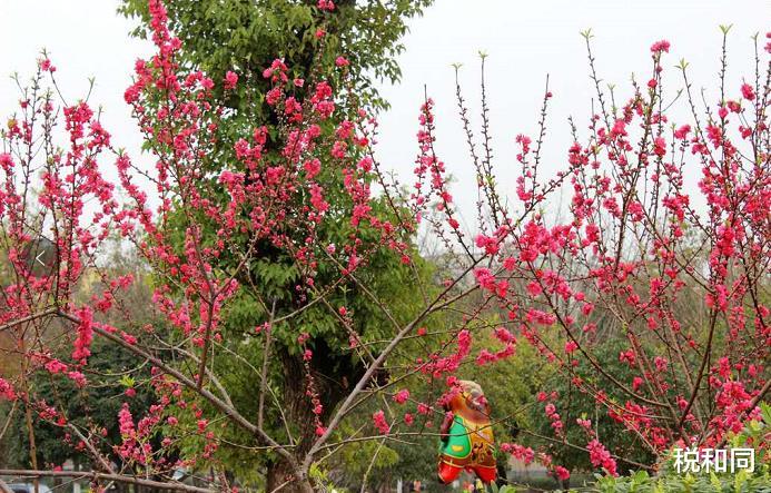 生肖@6月21号惹不起，财星青睐，多福多财，出人头地的生肖