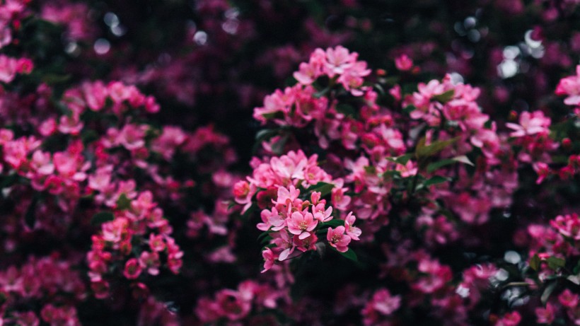 生肖▲新的一周，红鸾星动，月老牵姻缘，有望再牵前任的手的四大生肖