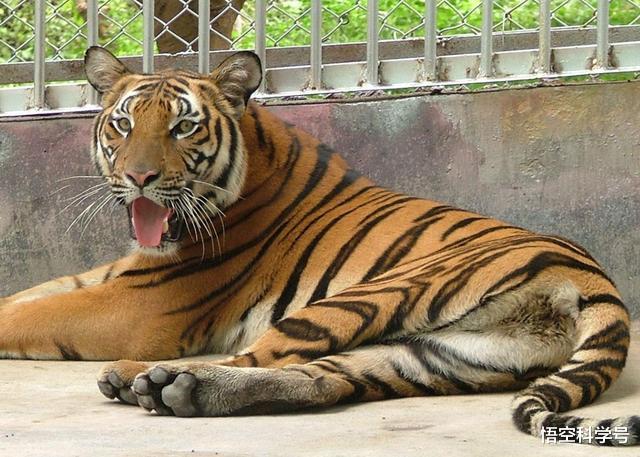 科学家|拉尼娜信号出现！预示地球要降温，今年冬季特别冷？