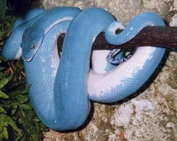 「黄金蟒」盘点世界上最好看的十种蛇