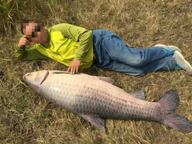 |“鱼算不如人算”青鱼吃瓜子还能吐壳，给了钓鱼人启发