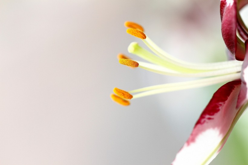 生肖|7月到，桃花满天飞，月老亲自来赐姻缘，拥有甜蜜幸福的4大生肖