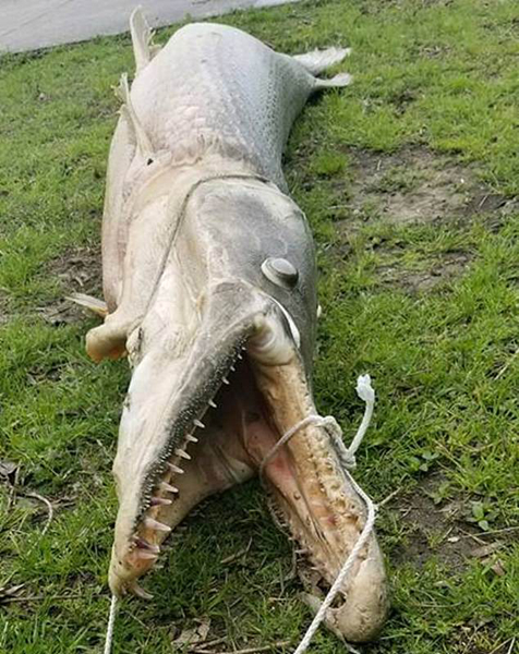 「物种入侵」最长3米，体重90公斤以上，“活化石”在中国被列入黑名单