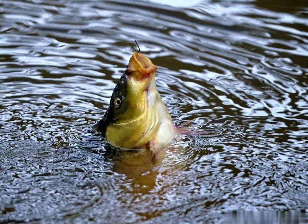 「」钓鱼和刮风有什么联系?能回答这三个问题,说明你钓鱼有些年头了