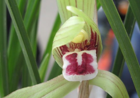 【吉星】6月有吉星庇佑，财运亨通，4属相发财享富贵，日子顺心如意