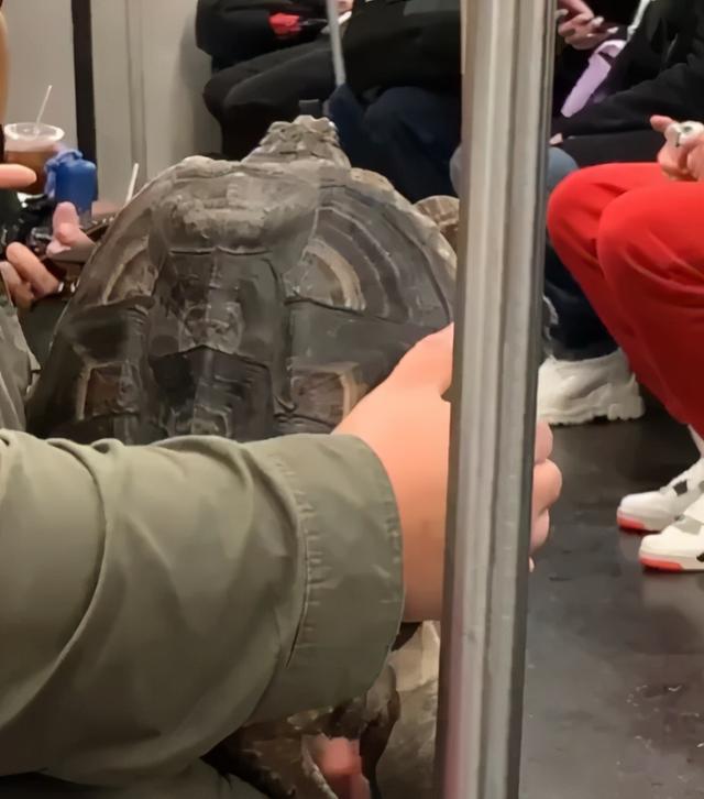 InsDaily|纽约地铁禁止带狗，但允许沙雕进入，于是奇怪的事情发生了……