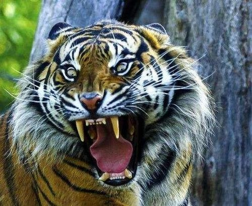 掠食者|为什么有猫科动物这种顶级掠食者，还会有犬科动物？