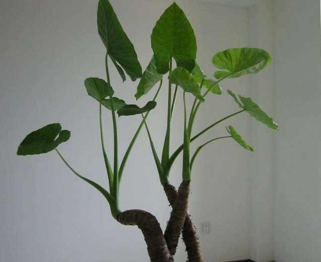 土豪家里都会摆上这3种东西, 引财神进门, 难怪越住越有钱