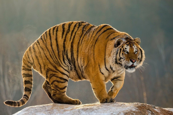 生肖|生肖虎：不出七天会遇到以下3个人，将是你一生真正的贵人！