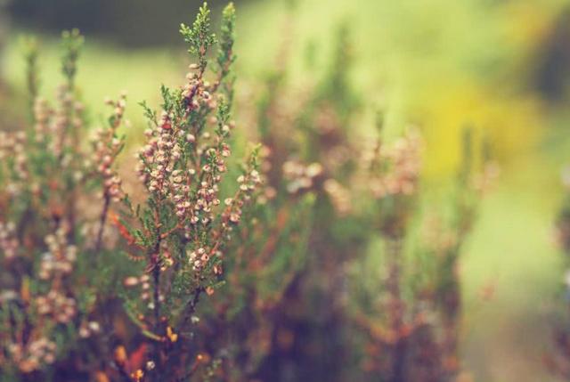 生肖：这三大生肖，未来60天，步步高升，事业有成