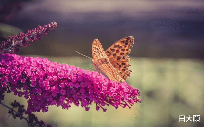 『白羊座』15天后桃花逆袭,两情相依,三星座再续前缘,携手恩爱一生