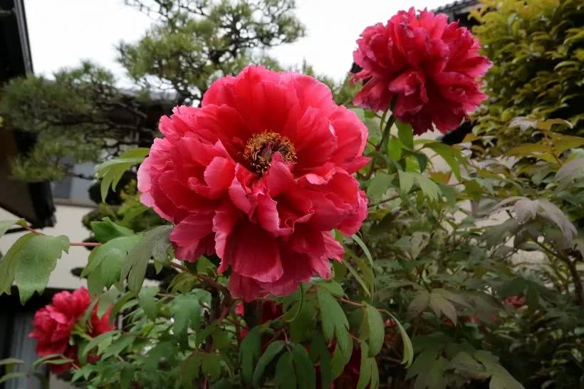 『生肖』6月中旬期间，事业腾飞，强势脱单，姻缘突如其来的四大生肖