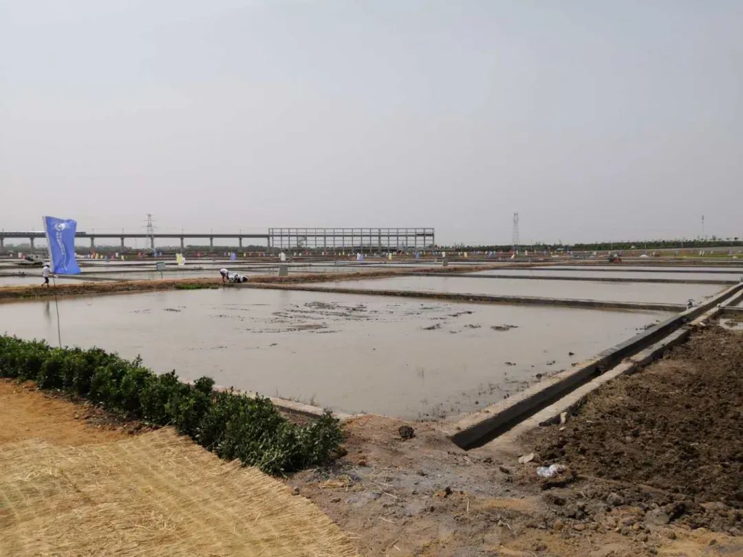 海水稻@连续5年超6.5亿吨，是谁给粮食产量“增了肥”？