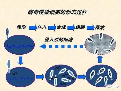孟加拉虎|乙肝干预生命周期前景，ERGIC-53凝集素，望成为细胞靶点