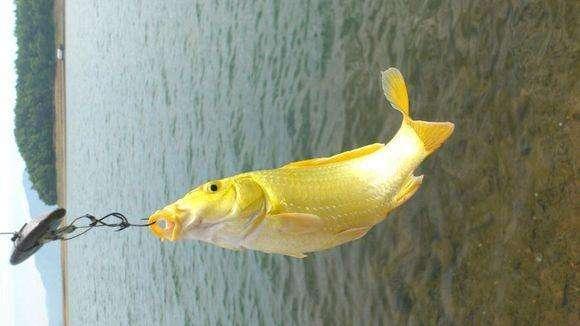 饵料|价格不到一元一块的方块饵,为何能有效诱聚鲤草等大型鱼