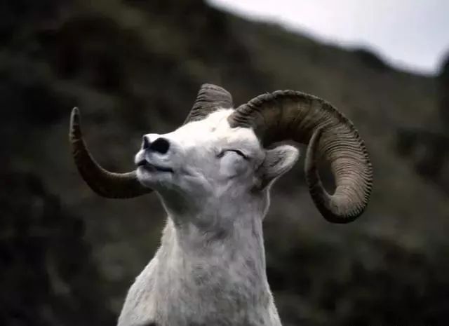 『』属羊人,3月底家里有“人员调动”,最好看一下!