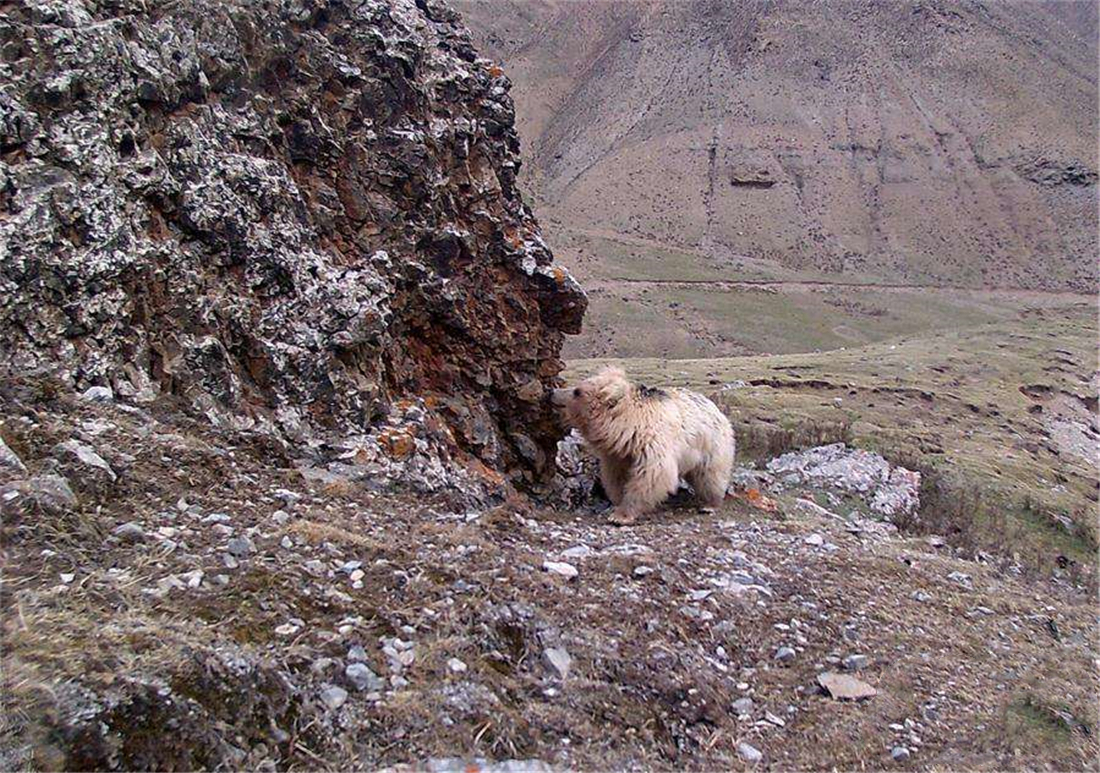 棕熊|祁连山发生什么？雪豹在刨土，狼追着红豺跑，连罕见的棕熊也来了