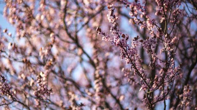 【康庄大道】未来五个月财运飚旺不停,富贵不断上门,走上康庄大道的四属相