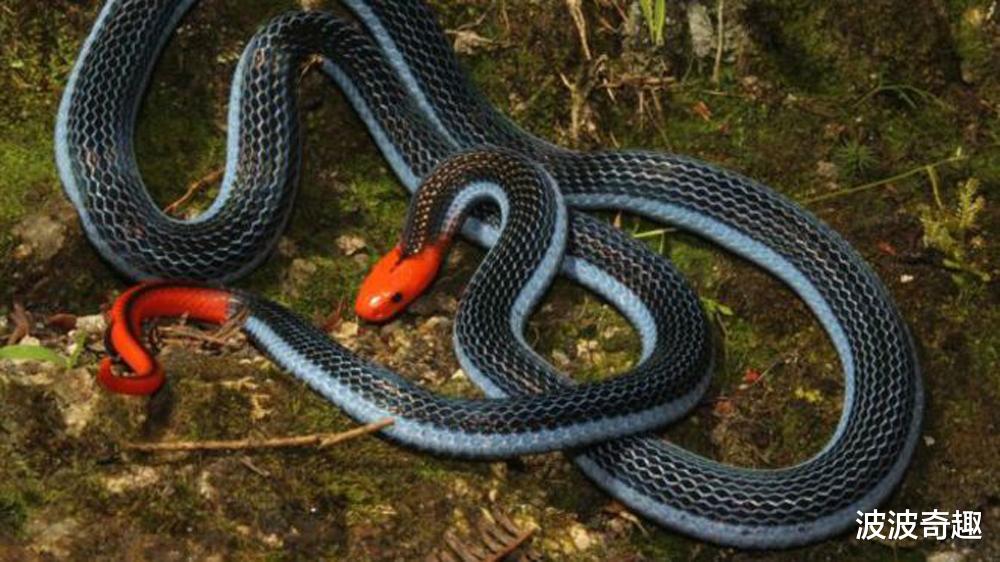 |色彩艳丽的冰火蛇，为什么会被认为是最毒的蛇？它是什么来头？