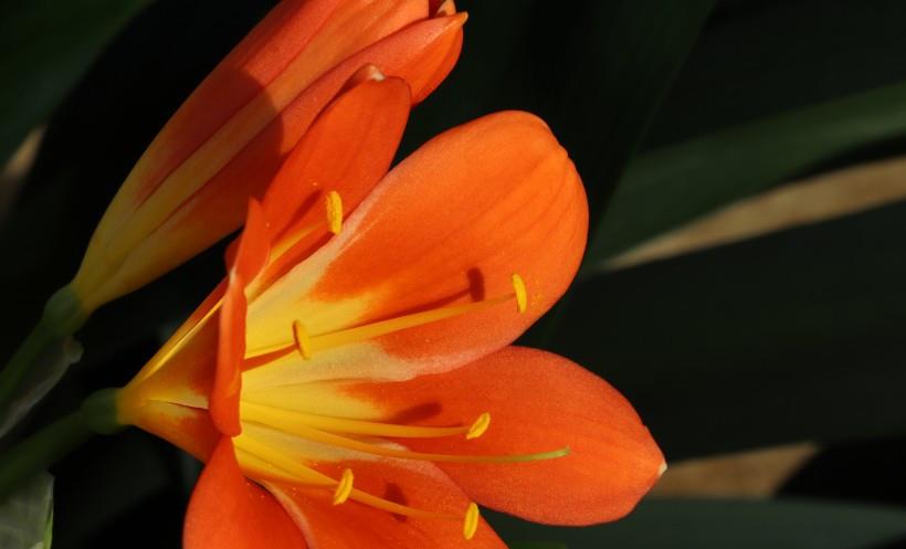 生肖|11月上旬，爱意随心，邂逅良缘，桃花祝福，不再孤单的4大生肖