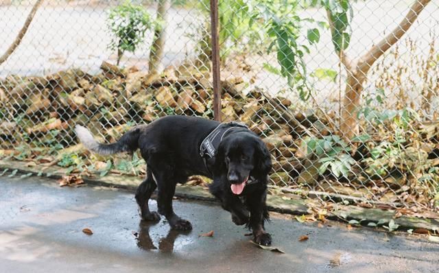 属狗:狗人:今年三喜临门,贵人提拔终遂捷径光明,错过了无望转运!