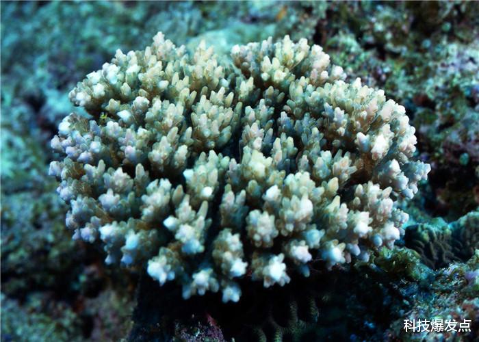 珊瑚@第6次生物大灭绝快来了？这种生物早有察觉，已经开始做准备！