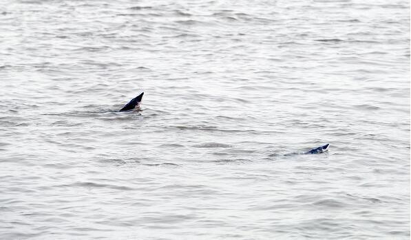 ：长江鱼王游进小河湾？湖南钓鱼人野河钓起罕见奇鱼，网友：已举报