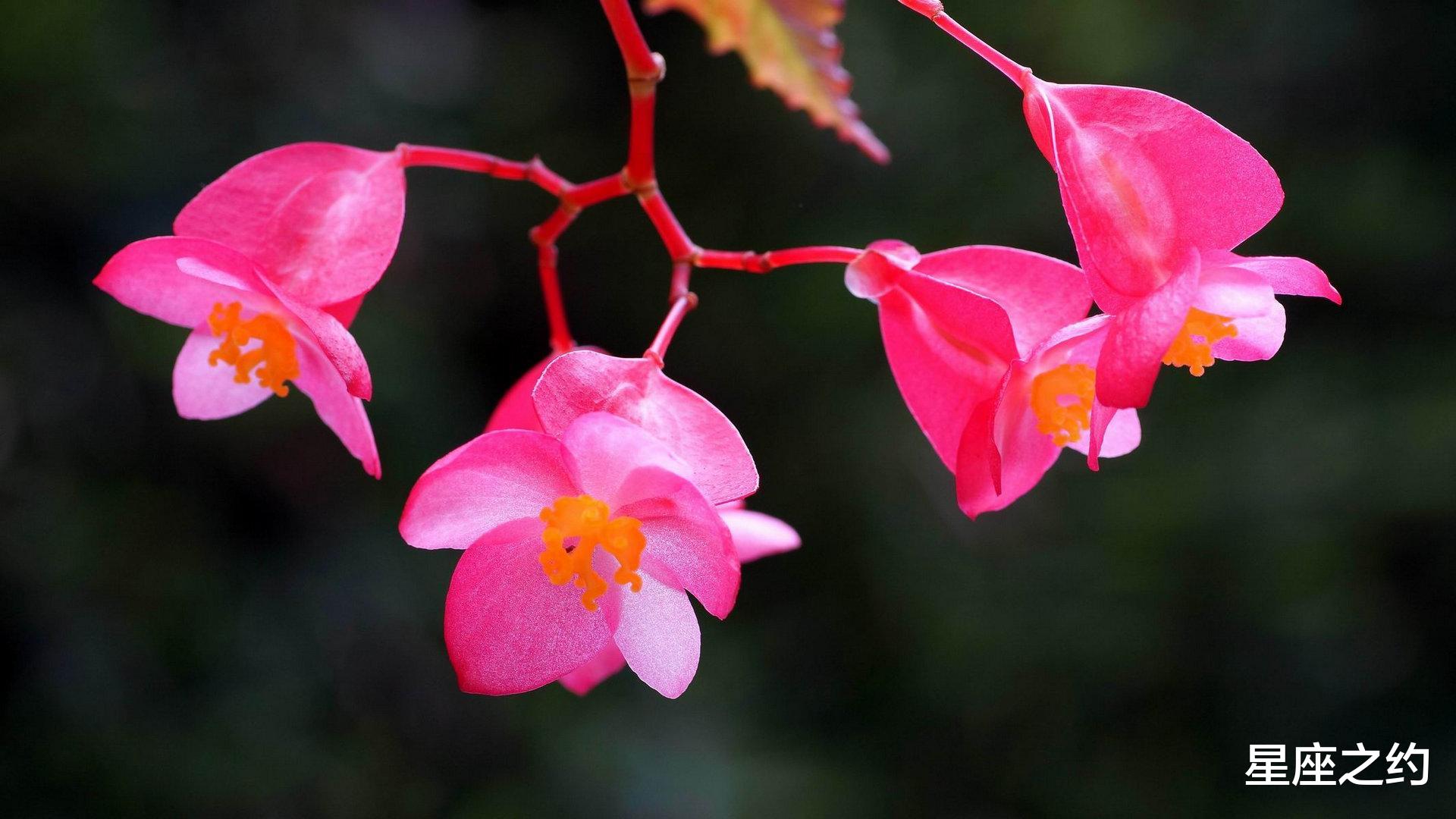 生肖|在11月中旬，红豆相思，一见倾心，修成正果的三大星座