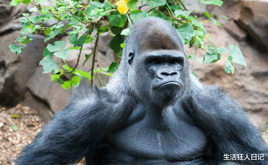 豹子|银背大猩猩肌肉发达，成年以后没天敌？天敌不缺，遇到了就只能逃