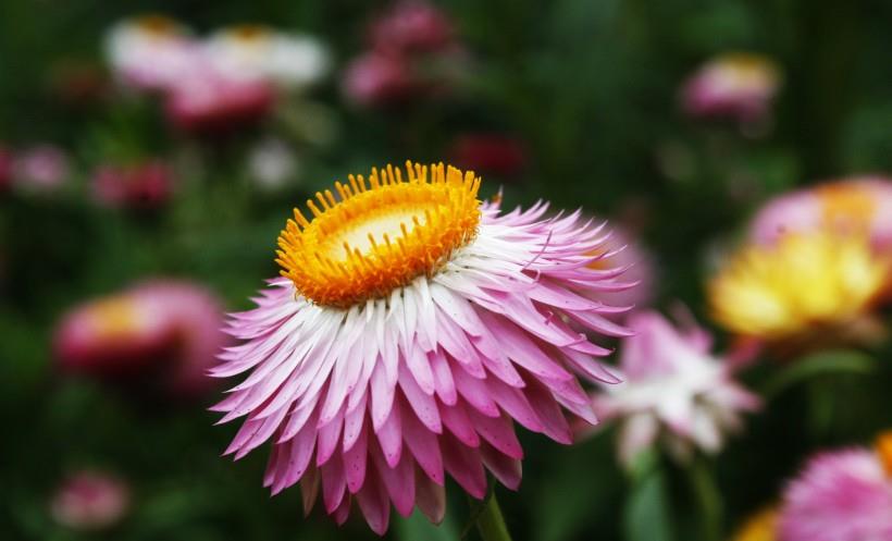 生肖|10月，月老送姻缘，朝思暮想的良缘来临，有望遇到真爱的四大生肖