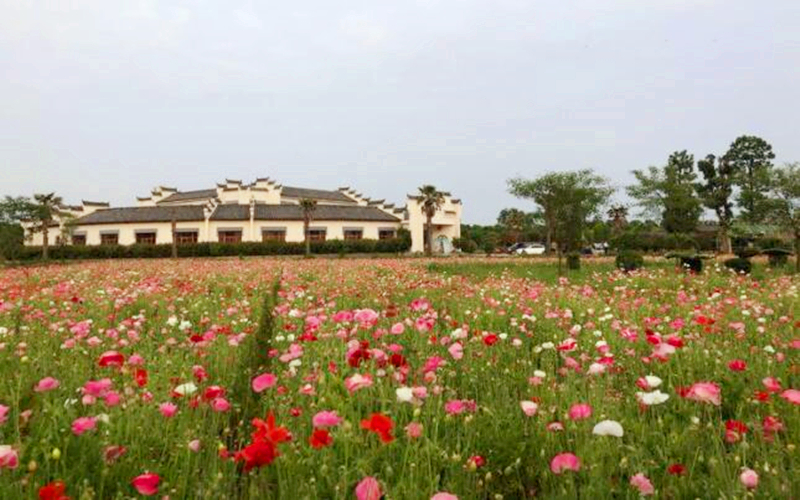 侵权|武汉一个村子飞到麻城境内，村民拿武汉社保，娶麻城媳妇