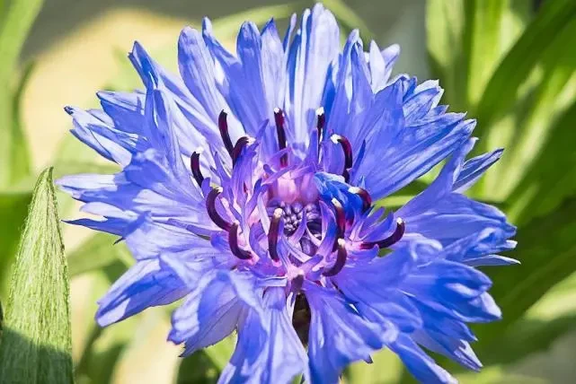 甜言蜜语|看似好哄骗，实则很难被降服的星座女，没点本事，压根拿不下她们