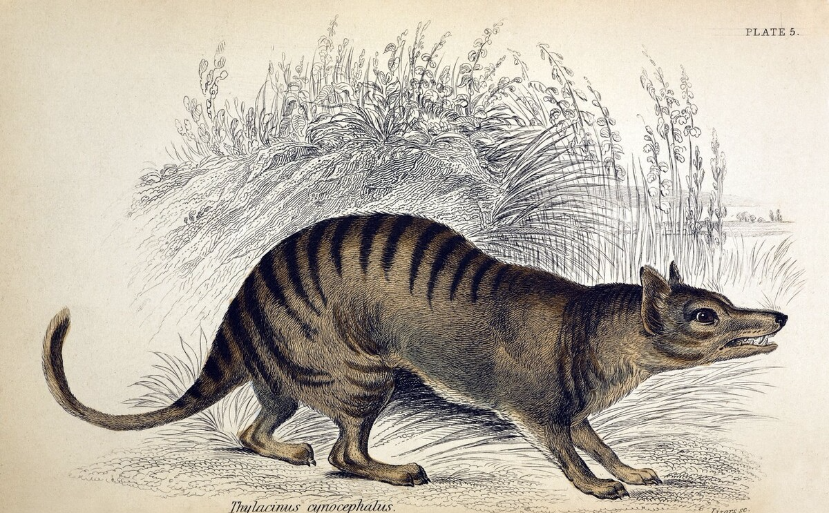 象龟|20世纪全球灭绝的10大珍稀动物