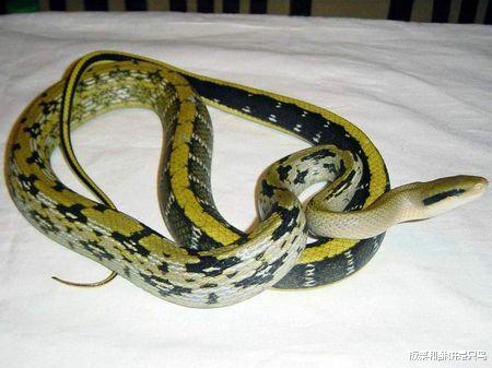 @看一下这些漂亮又无毒的蛇类，下次看到他们不要害怕啦