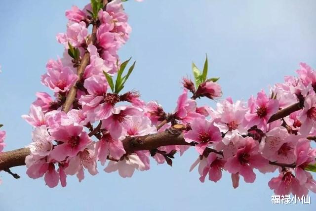 属狗|10月寒露至，凉意四起，有3个生肖的“事业桃花”却迎来暖意，良缘可成