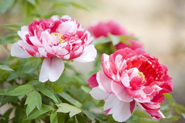 天秤座|遇事很少诉苦的3个星座，让人心疼