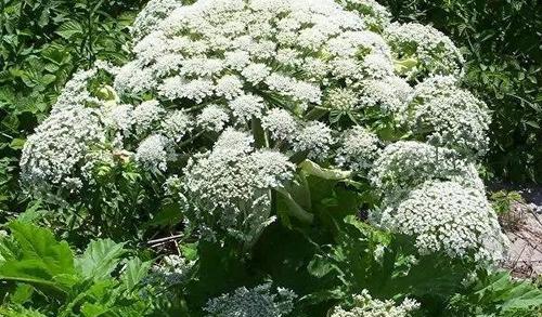 |比人高的巨型白花，却被称为“英国最可怕植物”，误碰会后悔一生