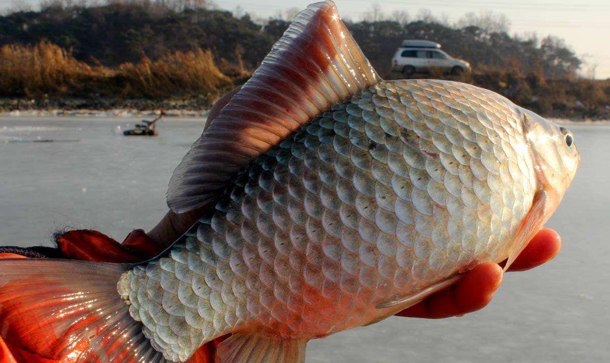 []选择钓位的3个条件，不仅仅是食物多钓位就好