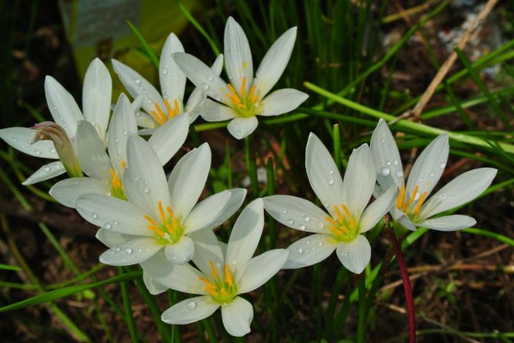 生肖|9月底开始，桃花缠身姻缘拦不住，有望顺利脱单的4大生肖