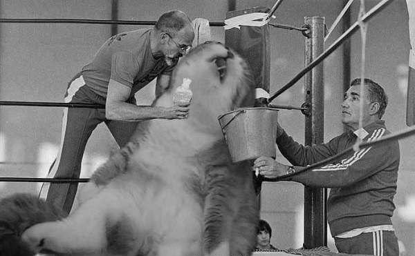 网友脑洞大开PS猫咪搞笑睡姿，猫：感觉自己的形象受到了冒犯